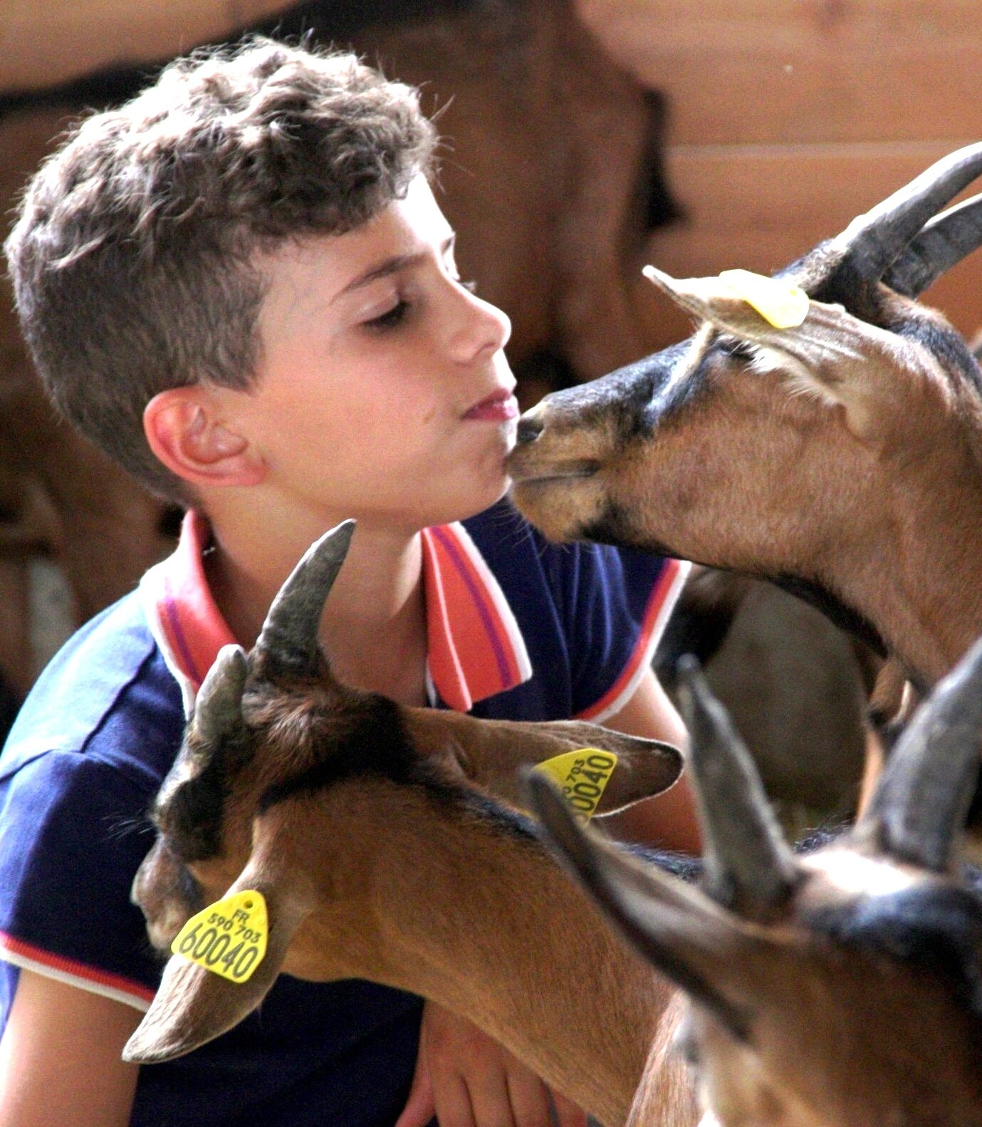 BERSAC Chèvre et garçon © CBC (2) - activités famille monts du limousin