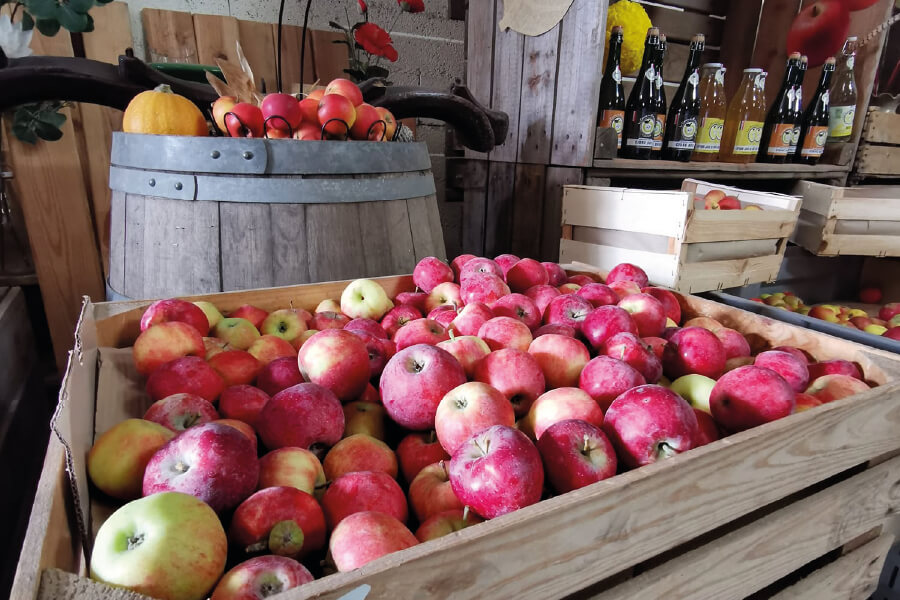 pomme de terre