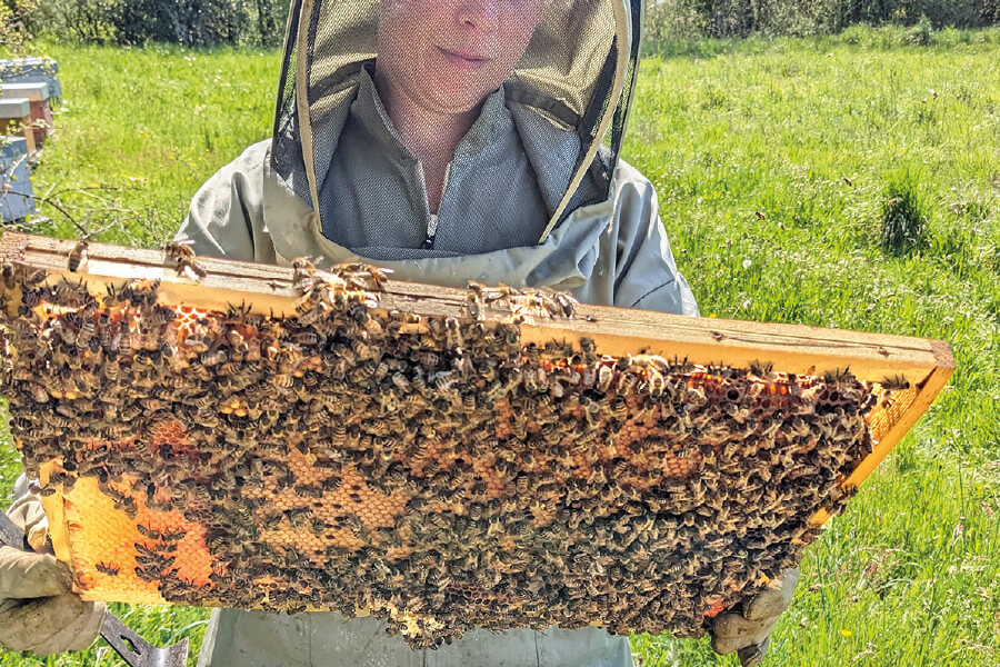 La mélodie des abeilles